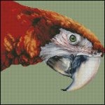 (image for) Red Macaw